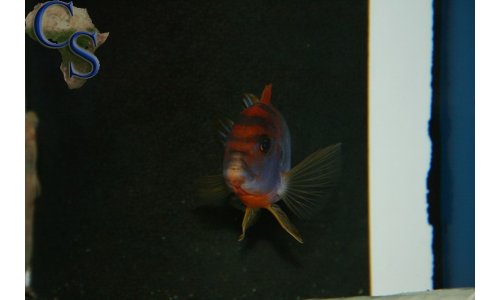 Labidochromis Hongi Red Top